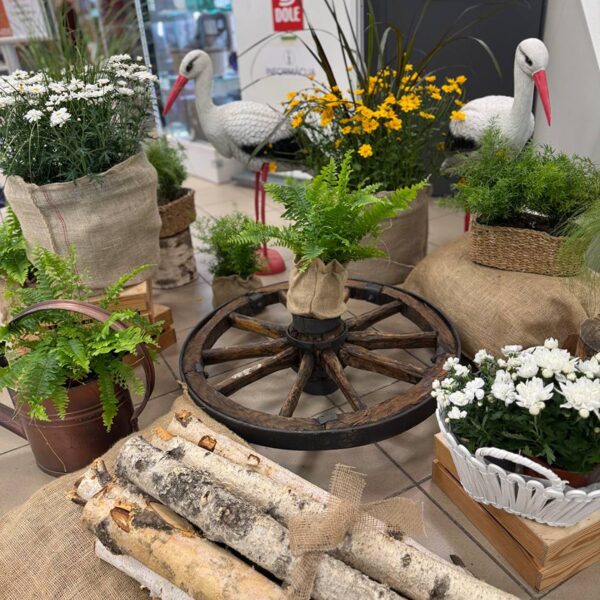T/C Dole Midsummer Decorations 2025